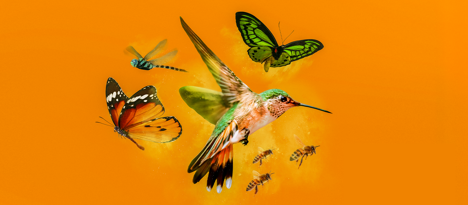 Annonce de la tenue de la 9e édition du Sommet jeunesse sur les changements climatiques